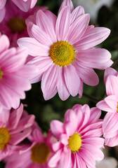 Obraz premium Macro photography of Pink gerbera flowers. Flower background.