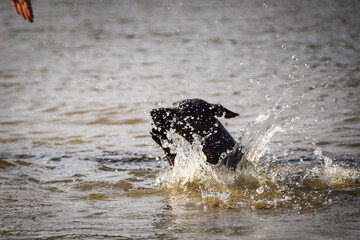 Fototapeta premium Dog is swimming into the water. He loves water and he jump for stick.
