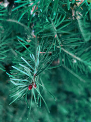Close up of coniferous  green plant.