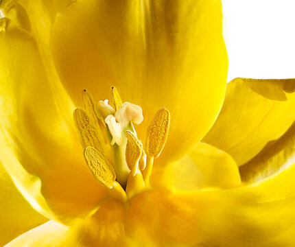 Yellow tulip on a white background. Macro. © venge
