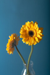 Yellow gerbera flower in a plain glass vase. Close-up. Floral background.