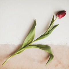 Red fresh tulip on a light background
