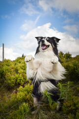 border collie is begging in the field in the nature, in mountain in czech republic. She is very happy.