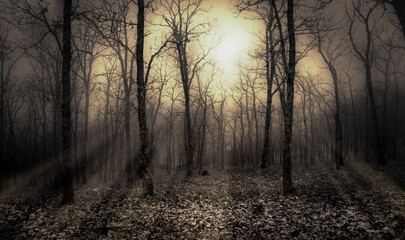 Atardecer otoñal en un bosque de robles con rayos de luz pasando entre los arboles .