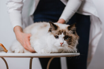 woman combing ragdoll cat on white background.