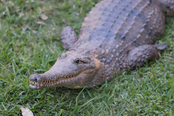 Obraz premium alligator in the everglades