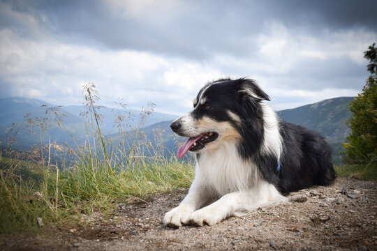border collie is lying  on the road in czech mountain Krkonose. He is so funny