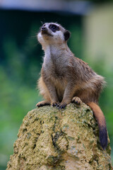 Erdmännchen (Suricata suricatta) sitzt auf Stein, Wachposten