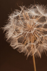 Fototapeta premium Dandelion flower with seeds ball close up on a dark background