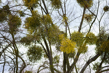 Many mistletoes attached to tree branches. Winter view of tree suffering from European mistletoe (Viscum album) parasitic plants