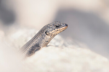 Portrait of a Black rock skink (Egernia saxitilis)