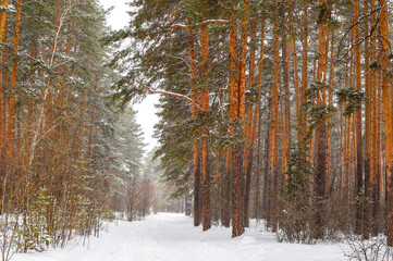 Heavy snowfall in the forest. Winter snowy road, tall trees along the road. Copy space.