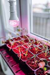 Flower seedlings under light of full spectrum LED phytolamp at home on windowsill