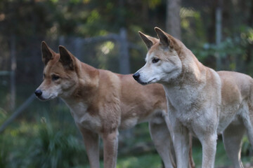 Fototapeta premium wolf in the woods