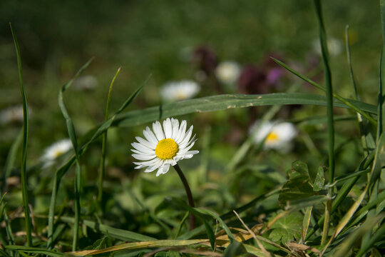 Beautiful daisy flower on spring green natural background