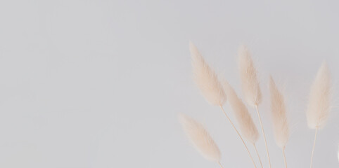 Brown bunny tail grass on grey background, copy space, dried lagurus grass