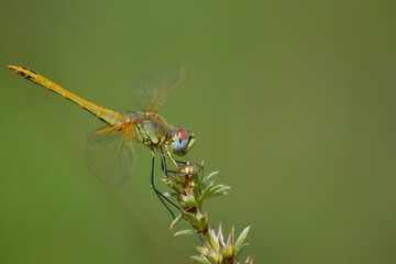 Dragon fly resting on flower before its next flight
