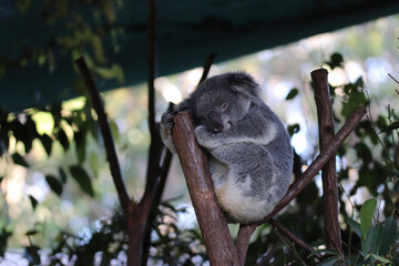 koala in a tree © Light Reflex Visuals