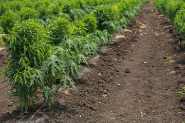 Small papaya tree at agriculture field