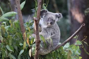 koala in a tree © Light Reflex Visuals