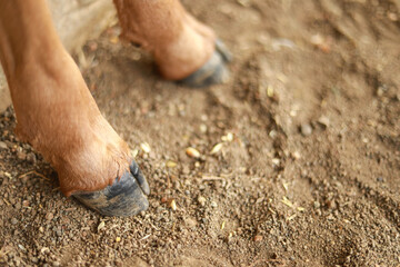 close - up view of indian cow leg