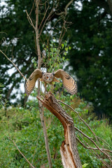 A Eurasian Eagle Owl or Eagle Owl Flying above a tree stump in the forest. With spread wings, just above the stump. Seen from the front