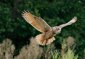 A Eurasian Eagle Owl or Eagle Owl. Flies into the forest with spread wings and open mouth. Looking for food in the grass. With orange eyes. Seen from the front