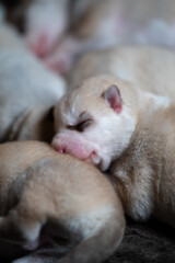 Siberian Husky Puppy