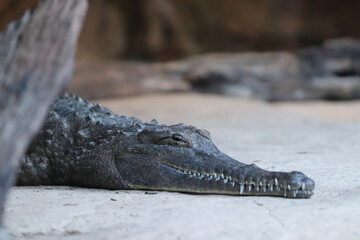 alligator in the everglades