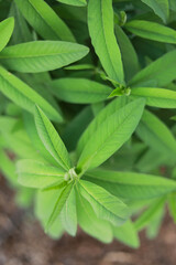Green plant in row at agriculture field