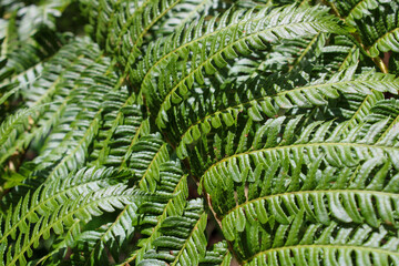 fern leaves