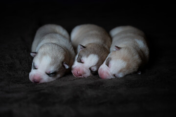Siberian Husky Puppy