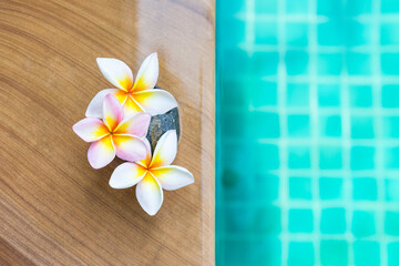 Fototapeta na wymiar Beautiful plumeria flower and stone on swimming pool edge with space on blurred blue water background