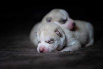 Siberian Husky Puppy