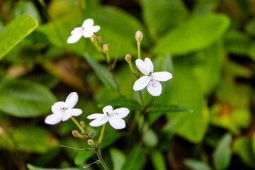 white flowers