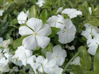 Fototapeta na wymiar white flowers in the garden beautiful flower and nature.