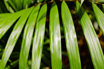Fototapeta premium close up of palm leaves