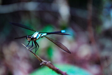 dragonfly on a branch