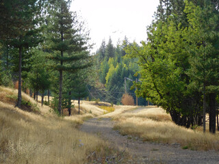 Fototapeta premium A less-traveled path near Kellogg, Idaho leads deeper into the forest. Bordered by wild grasses you can feel the summer breeze and smell the pine pollen in mid-summmer..