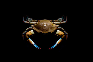 raw blue crab over dark background, seafood