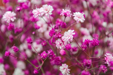 blooming pink and white flowers