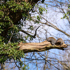 Grey Squirrel (Sciurus carolinensis)  looking for grubs and insects