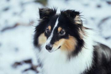 Shetland Sheepdog