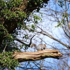 Grey Squirrel (Sciurus carolinensis)  looking for grubs and insects
