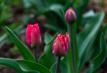 very beautiful three purple tulips blooming in the garden on a green background