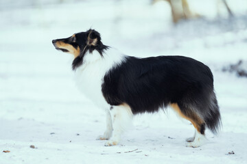 Shetland Sheepdog