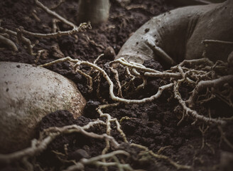 Close up of roots above ground
