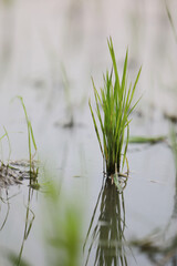 Green Head rice plant wheat on water