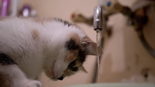 Curious Multicolored Domestic Cat Examines Running Water from Bathroom Faucet