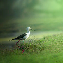 black winged stilt